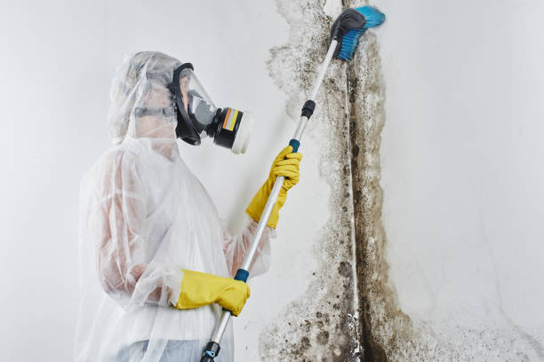 Best Mold Removal for HVAC Installations in USA